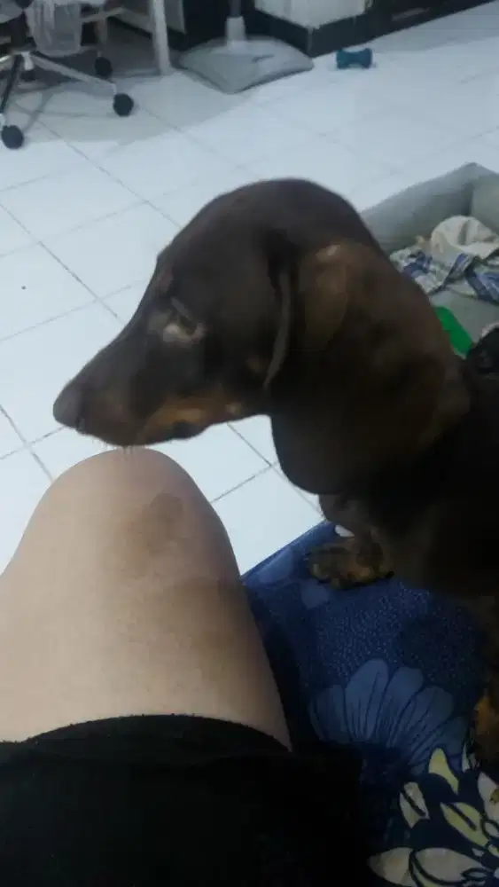 Anjing Tekel Jantan Red Tan DOB 03 June 2025