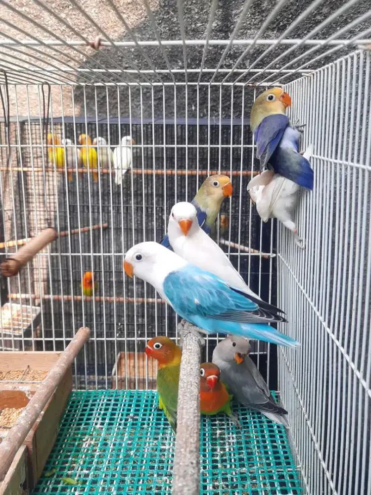 Lovebird Biola Blue bersih