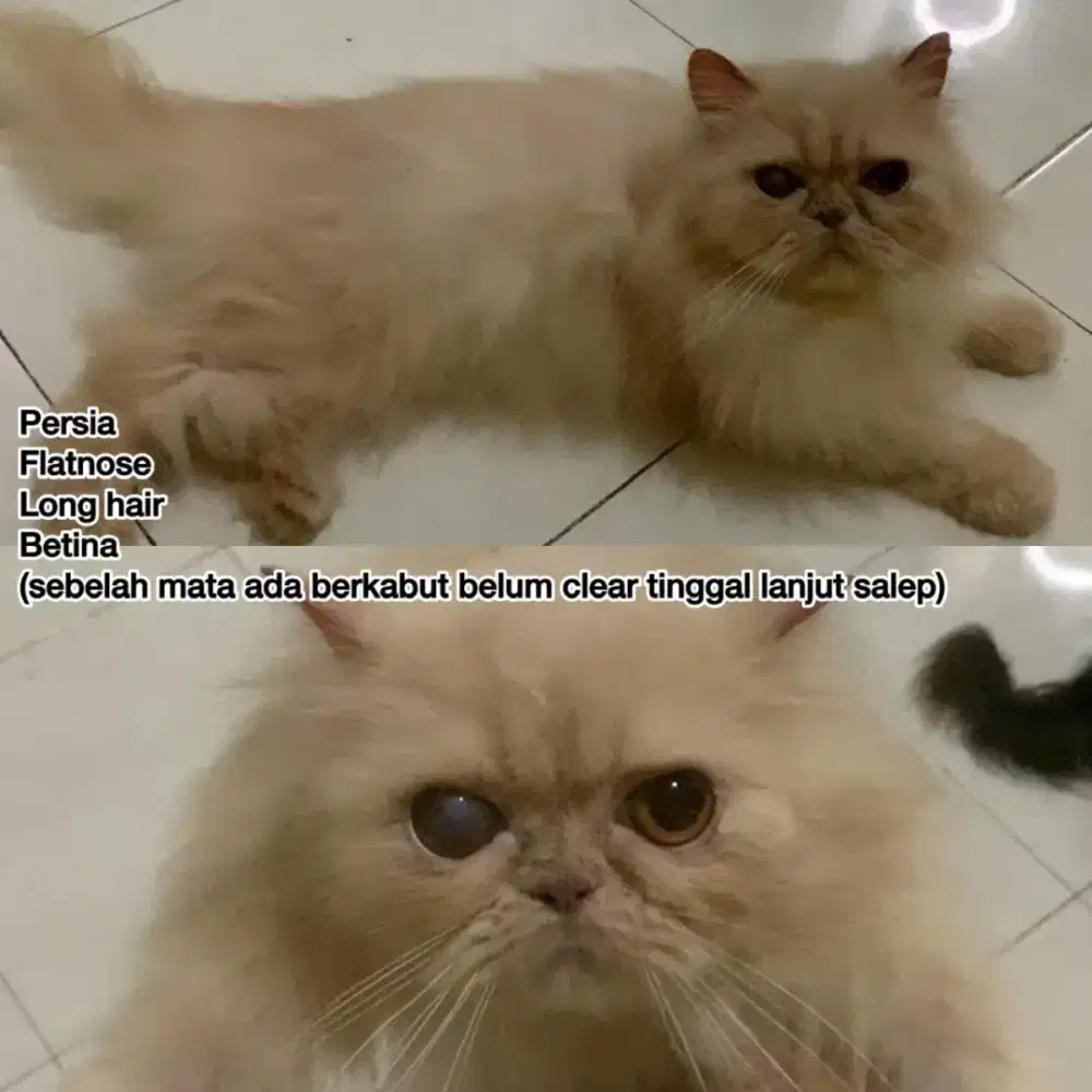 Kucing persia betina, flat nose, long hair.