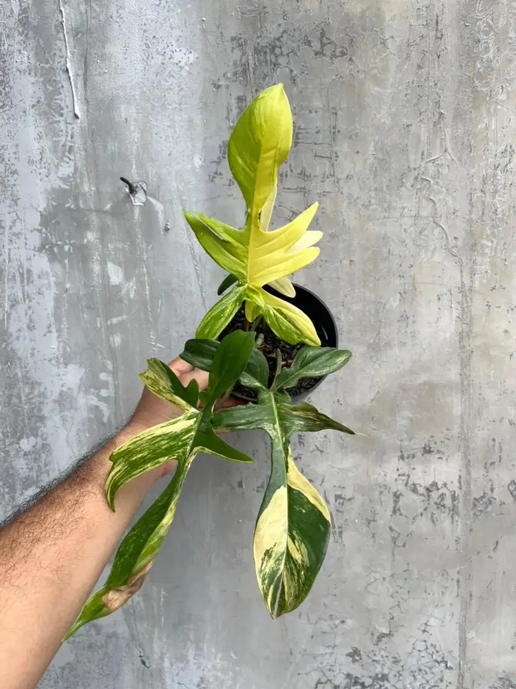 Flobe Varigata tanaman hias