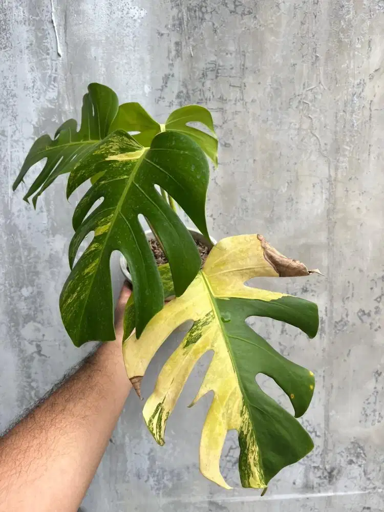 Monstera marmorata tanaman hias