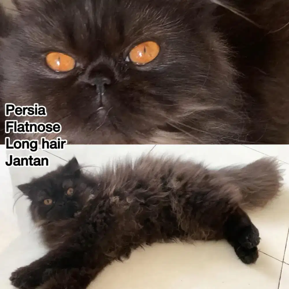 Kucing Persia Jantan black, Flat nose, Long hair.