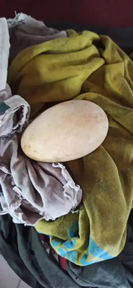telur angsa kwokan