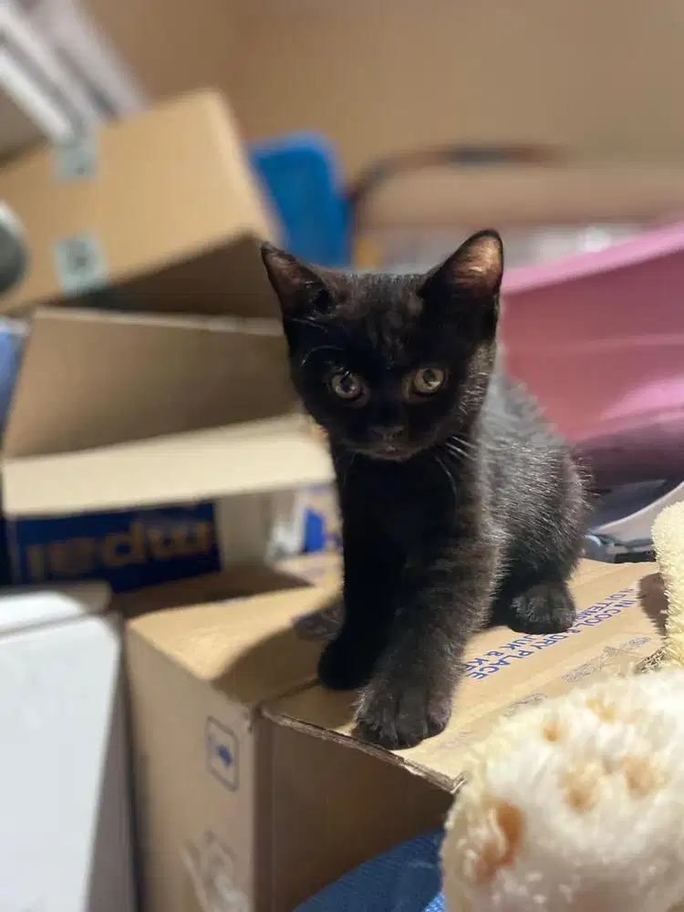Kitten BSH All black solid