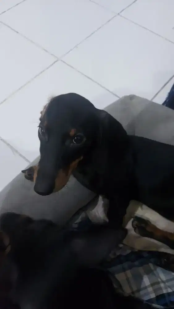 Anjing Tekel Betina DOB 03 June 2025