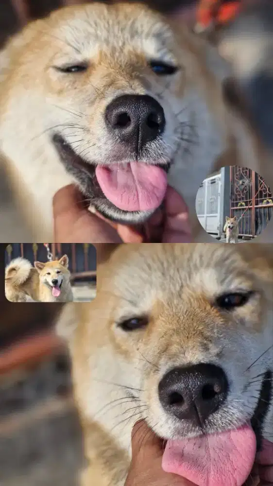 Japanese akita inu