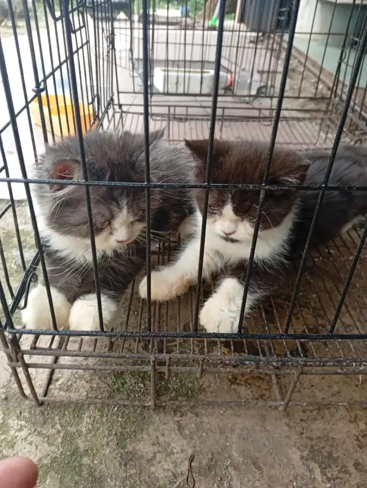 Kitten 2 ekor usia 3 bulan