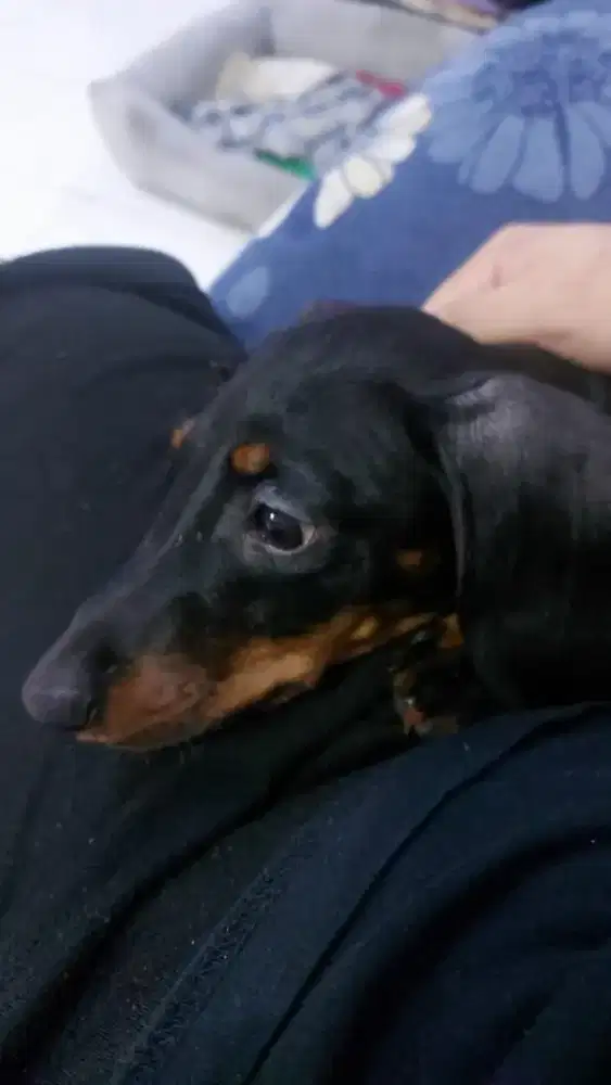 Anjing Daschund/Tekel Betina DOB 03 June 2025