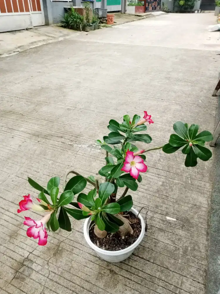 DIBUTUHKAN ART MENGINAP BISA MOTOR