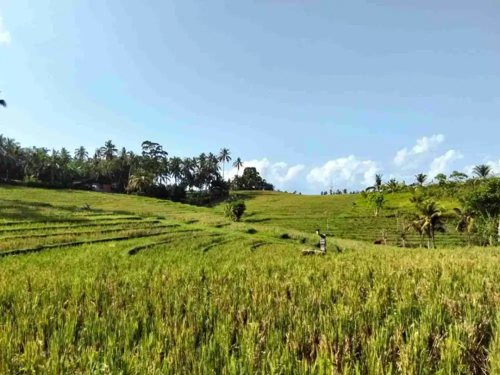 dijual tanah kebun murah di selemadeg barat,kab Tabanan bali
