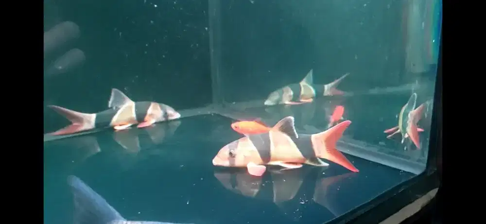 Ikan Botia Tankmate Jumbo 17 Cm