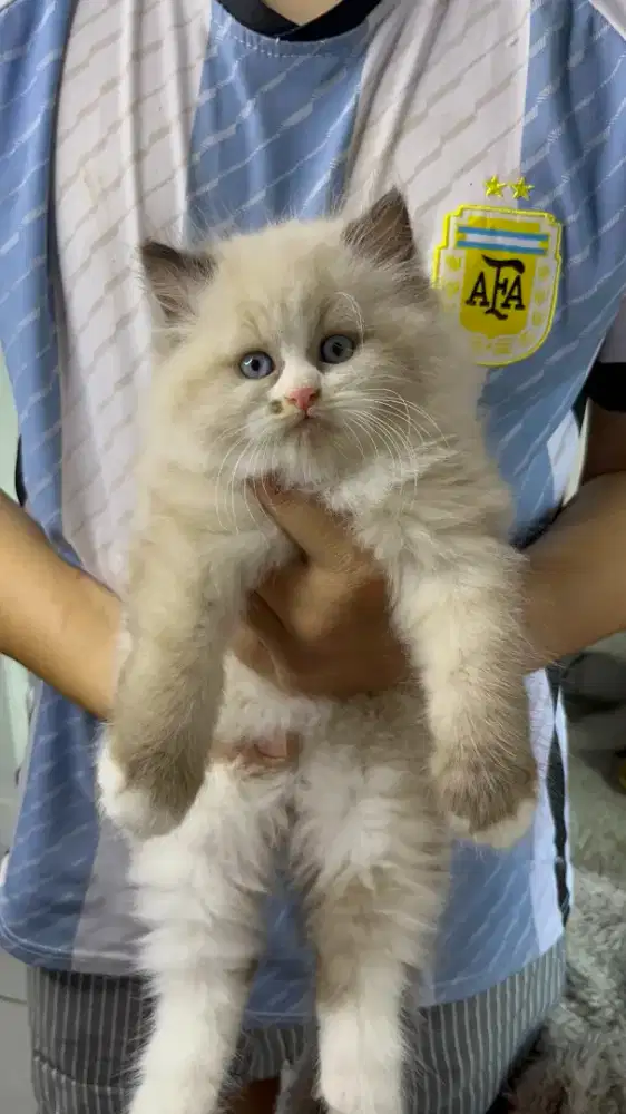 Ragdoll pure betina