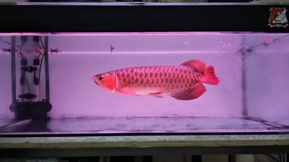 Ikan Arwana Super  Red dengan Sertipikat,