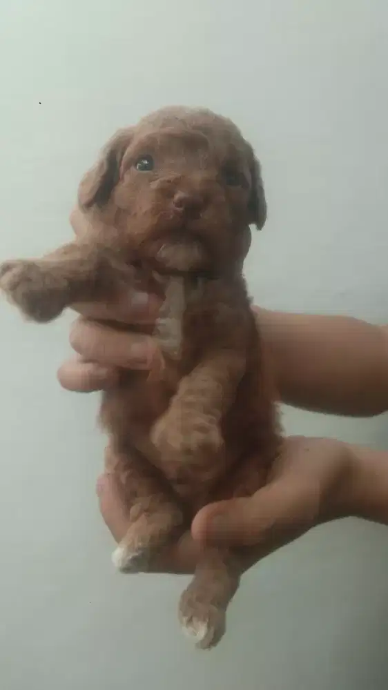 Jual puppy puddle jantan usia 2 bulan