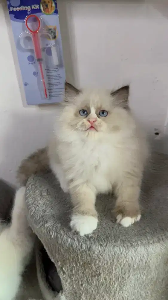 Kucing Ras Ragdoll pure