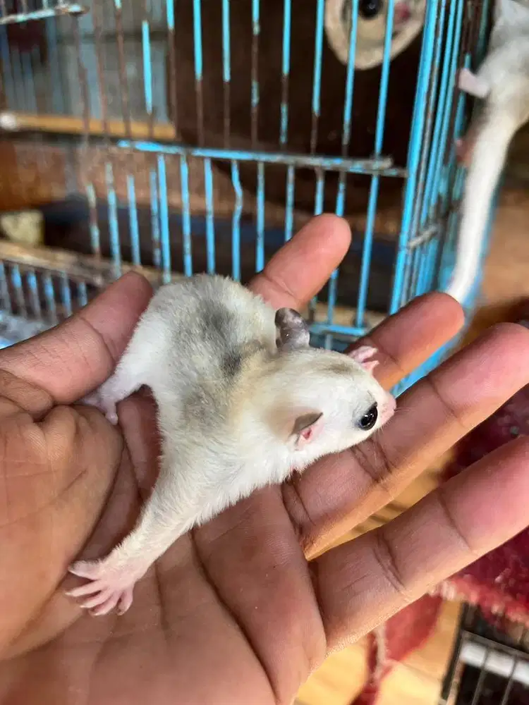 Anakan Sugar Glider betina