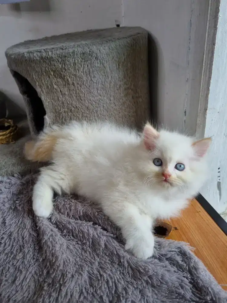 Kucing Ragdoll white ekor kuning