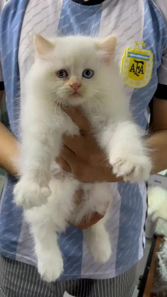 Kucing Ragdoll white oren