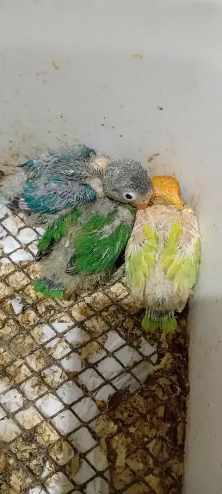 Jual lovebird lolohan/anakan