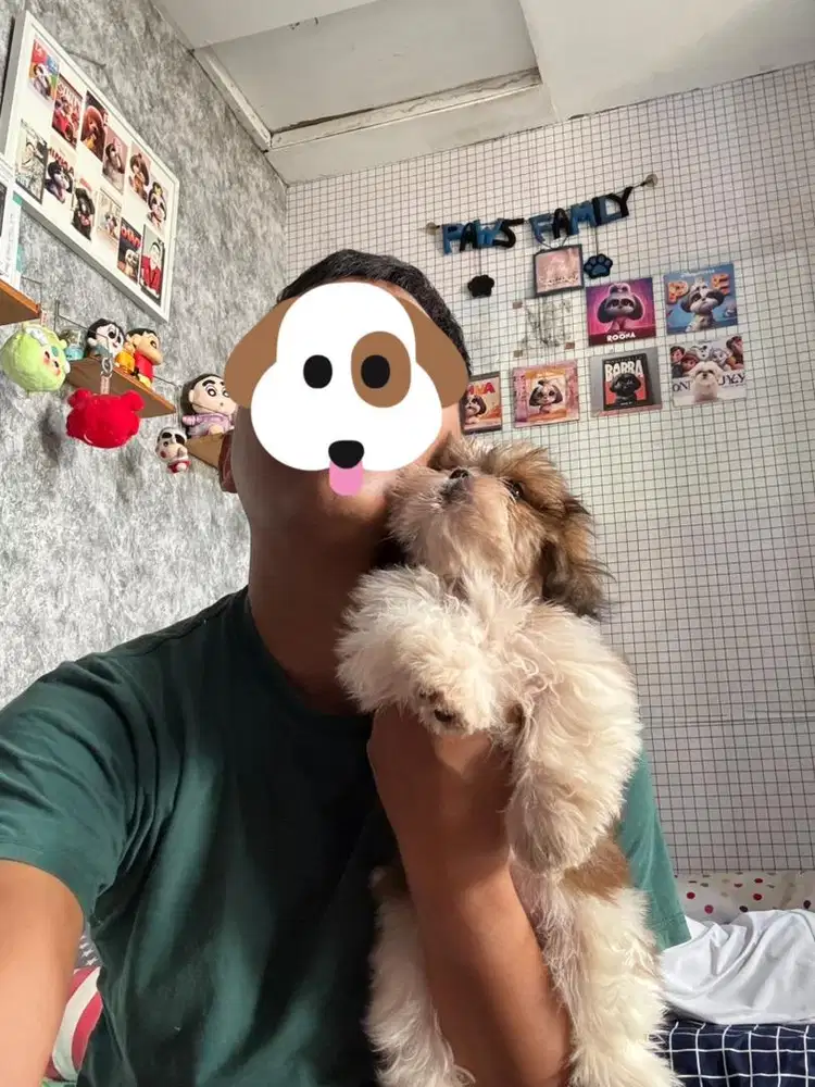 Shihtzu pure Male