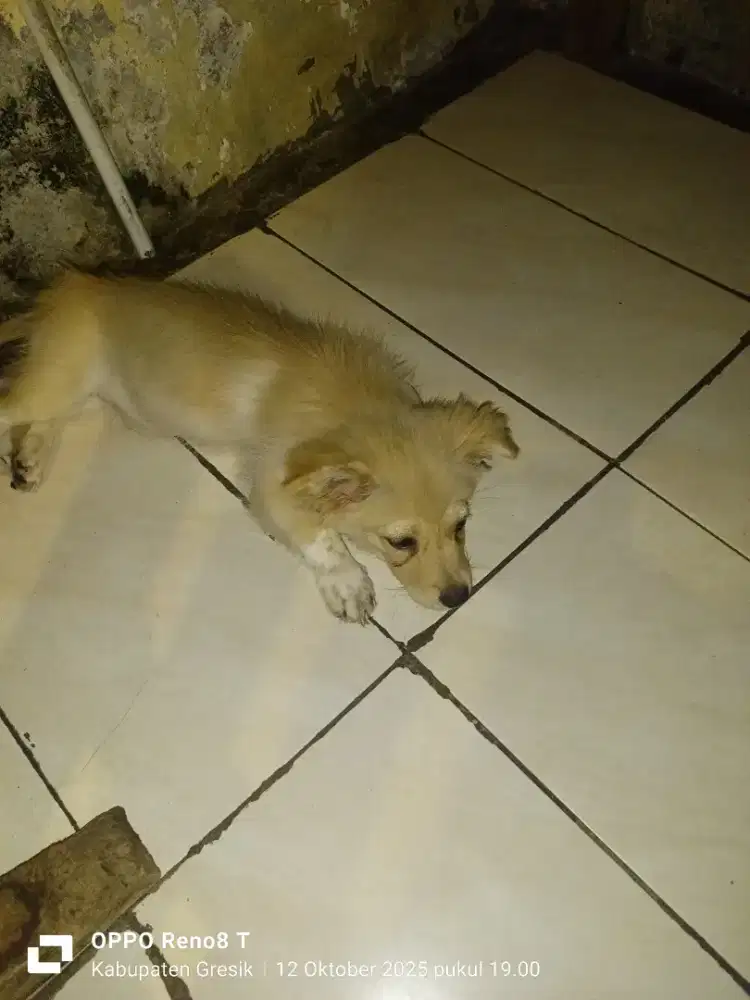 Anjing ras kecil