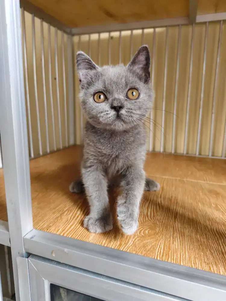 Kucing British Short Hair (BSH) Blue kitten
