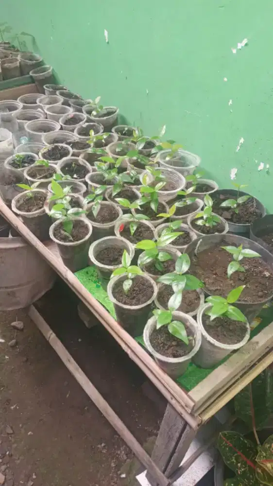 Dijual bibit pohon DEWADARU