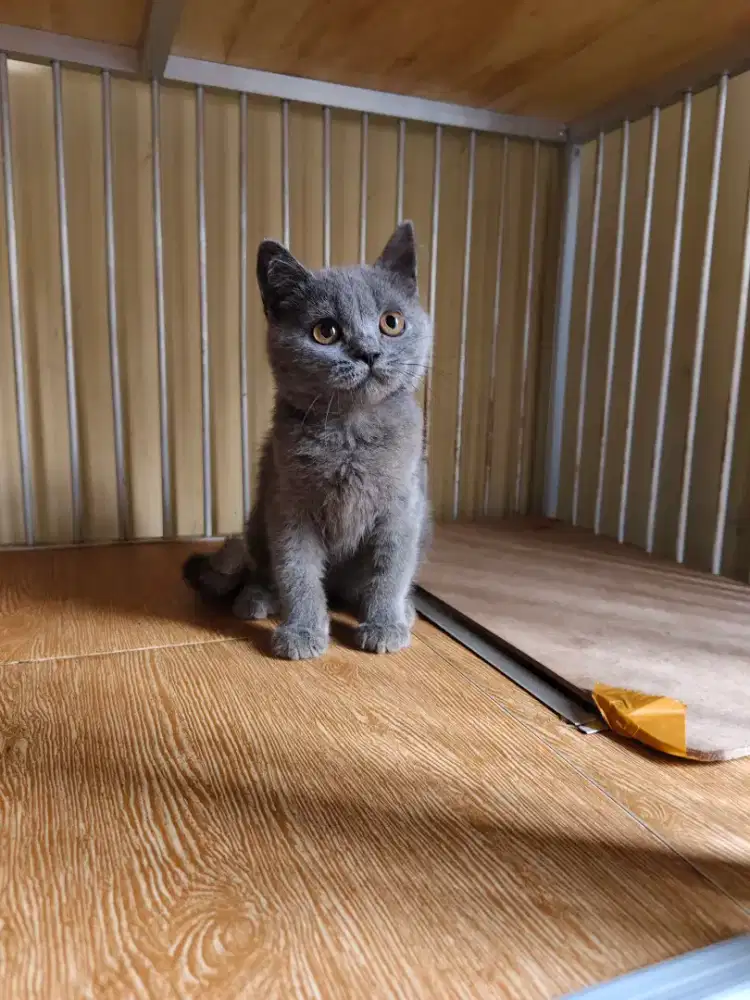 Kucing British Short Hair (BSH) Blue kitten