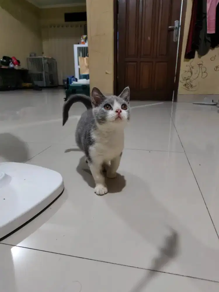 Kucing Britih Short Hair (BSH) Bicolor Blue Kitten