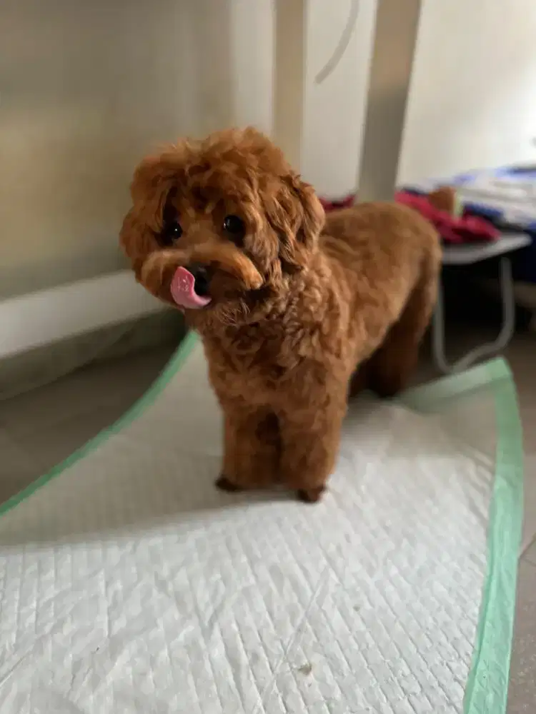 Anjing poodle jantan coklat