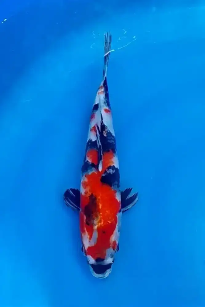 Koi Showa Import Isa Farm