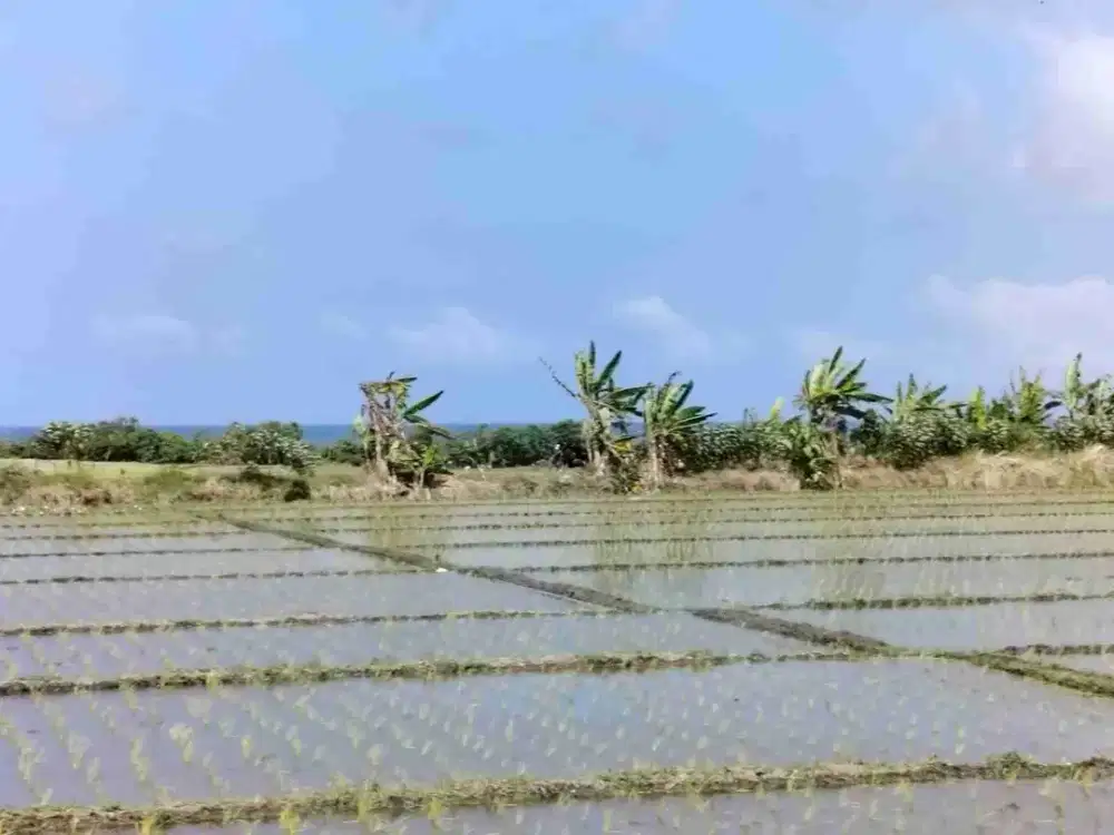 jual tanah pasut kerambitan.42 are harga 250/ are