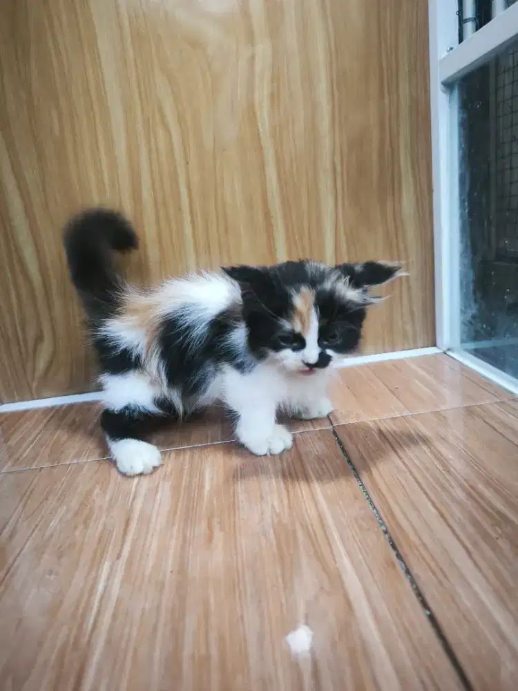 Kucing Munchkin