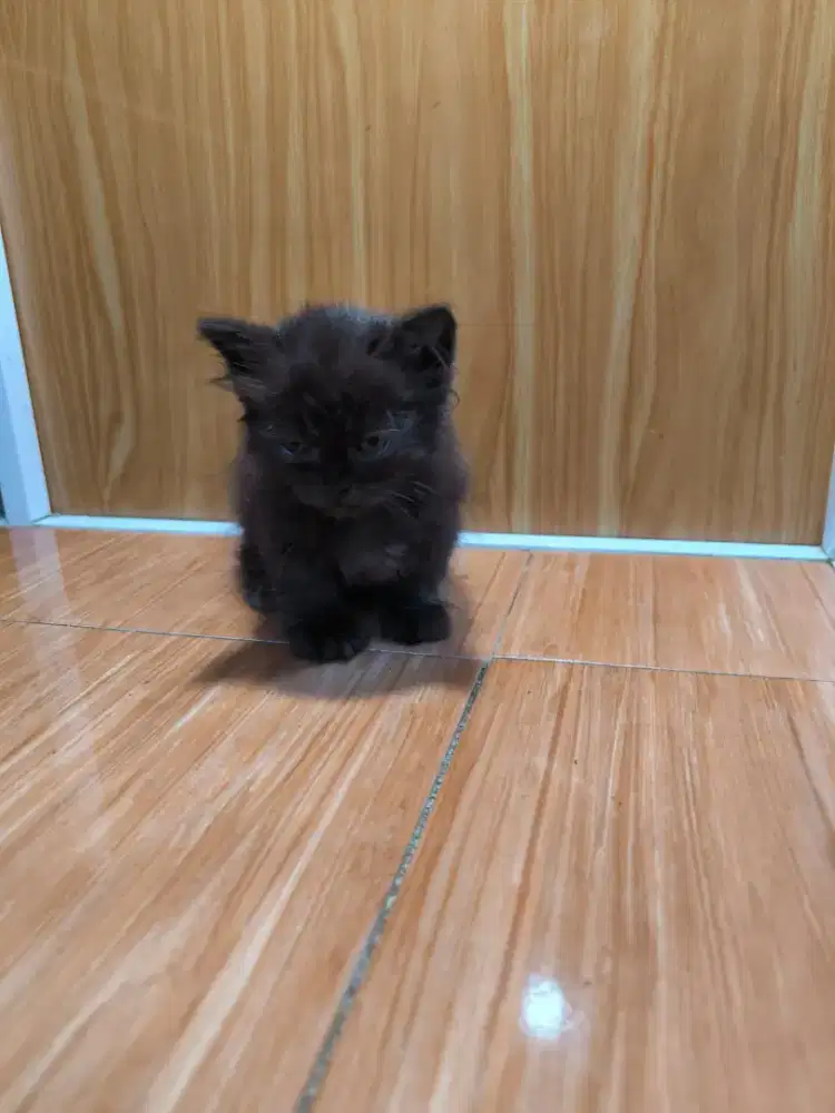 Kucing Munchkin