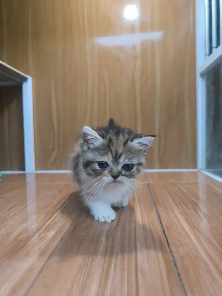 Kucing Munchkin