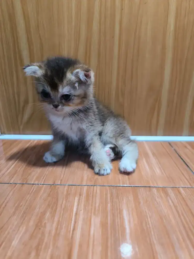 Kucing bsh gyliek fold