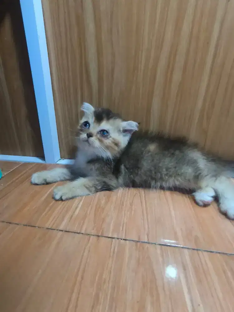 Kucing bsh gyliek fold