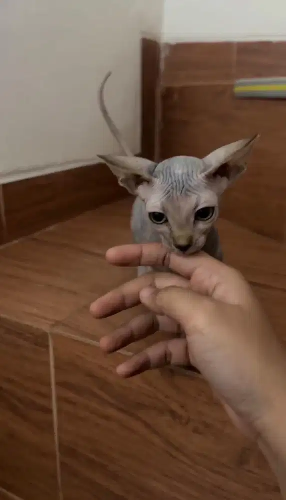 Kitten sphynx bambino super mini