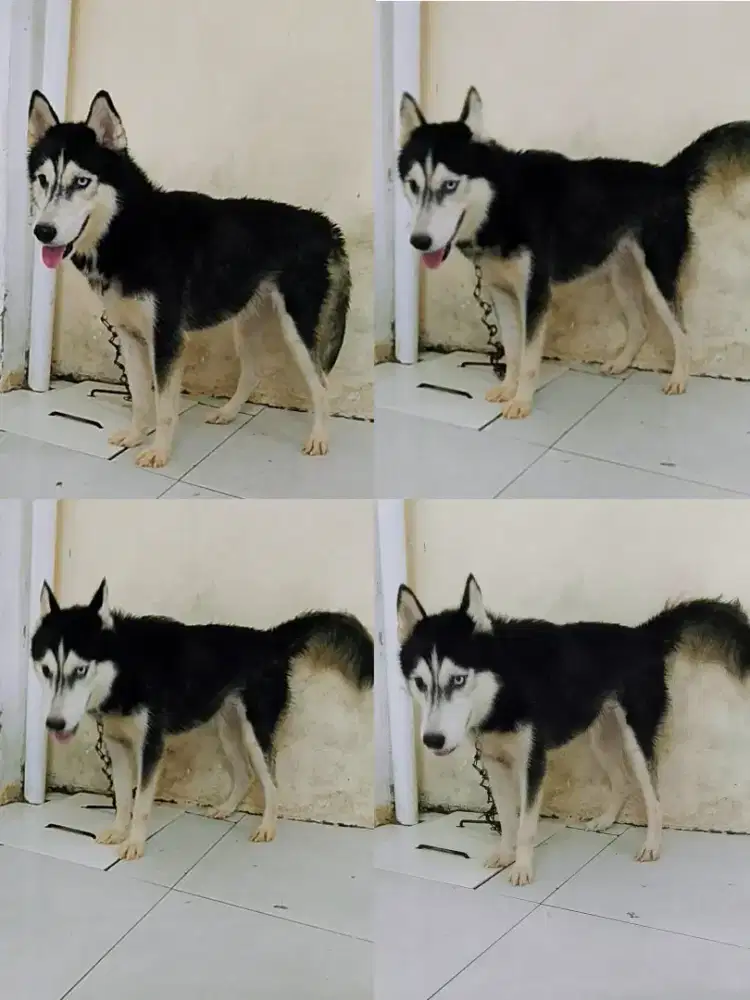 Open adopsi dua cantik