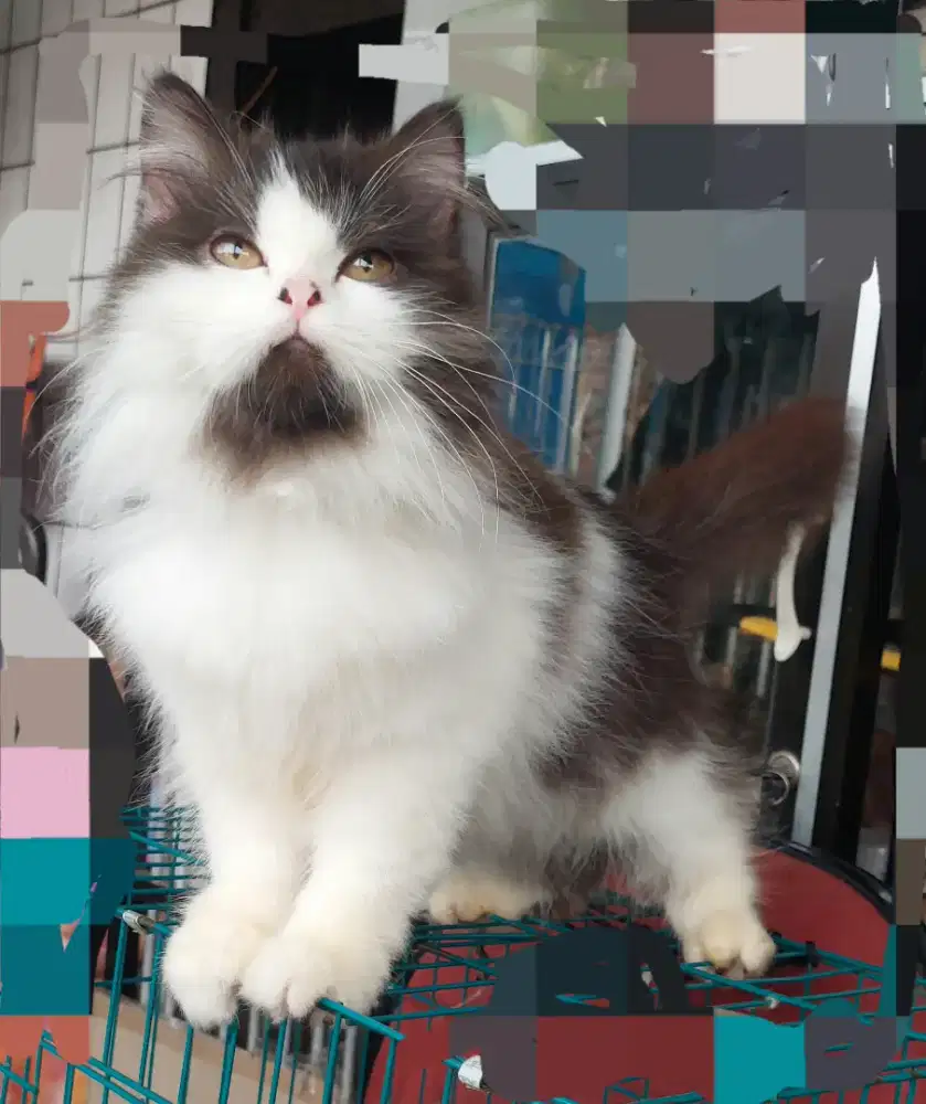 Kucing ras persia mix norwegian,maincoone,british,peaknose,flatnose