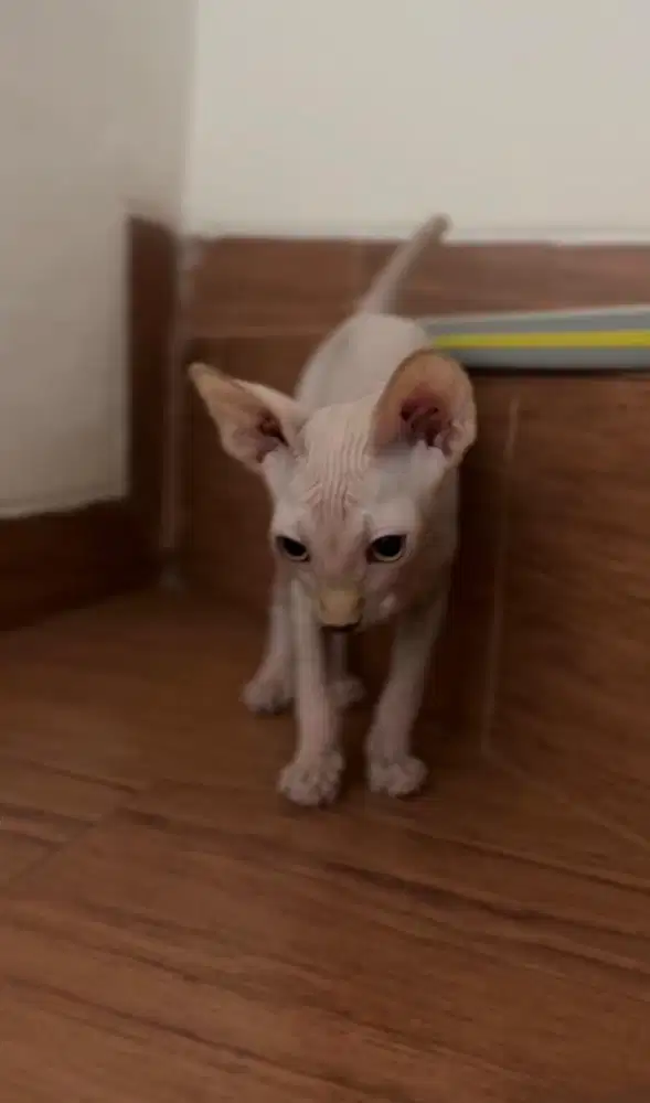 Kitten Sphynx jantan 3