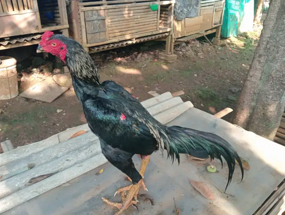 Ayam Bangkok Phanat