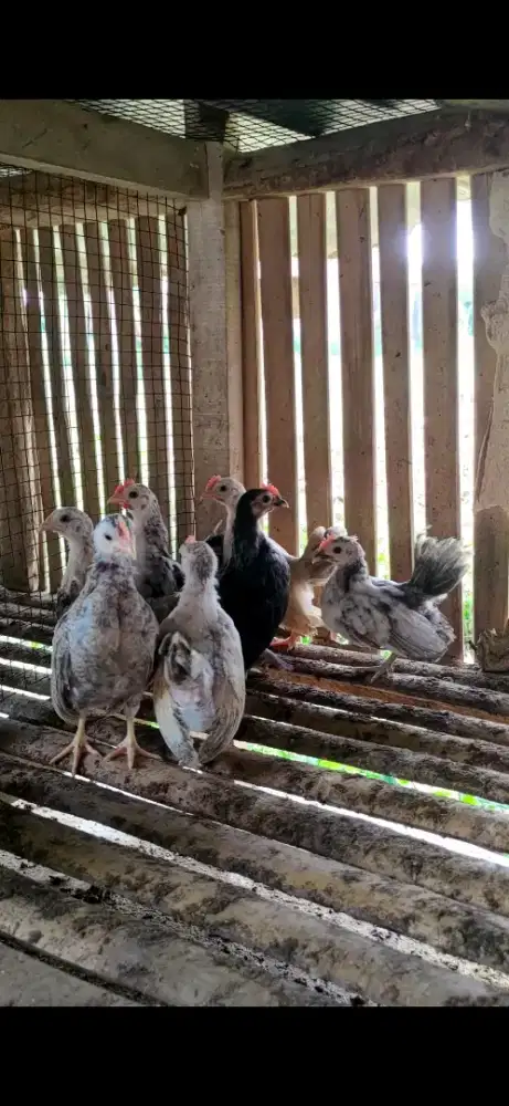 Anakan Ayam Kate