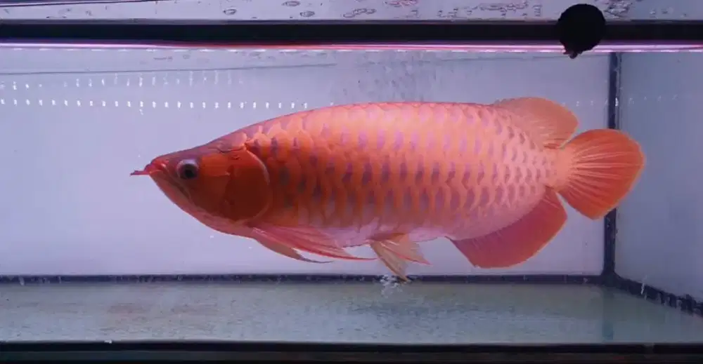 Arwana SUMO uk 50 cm