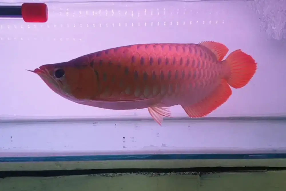 Arwana sr uk 50 cm