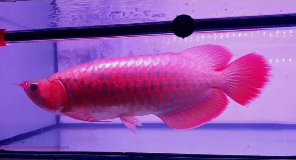 Arwana sr uk 50 cm