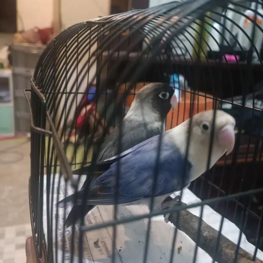 Lovebird betina produksi