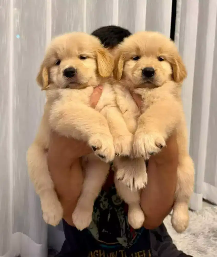 DIJUAL ANJING PUPPY GOLDEN RETRIEVER