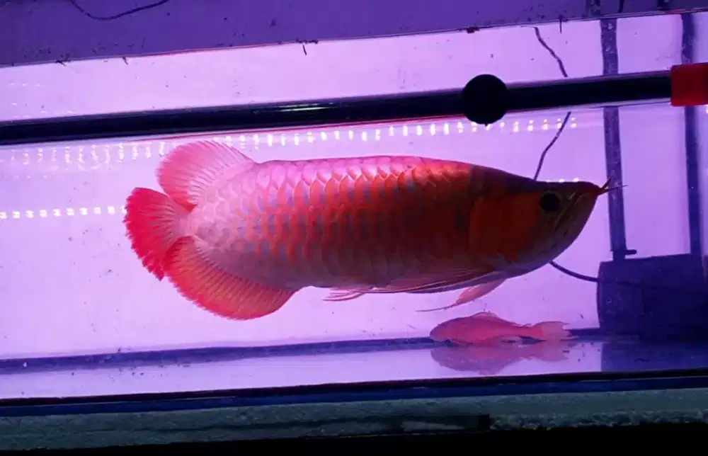 Arwana sr uk 50 cm .