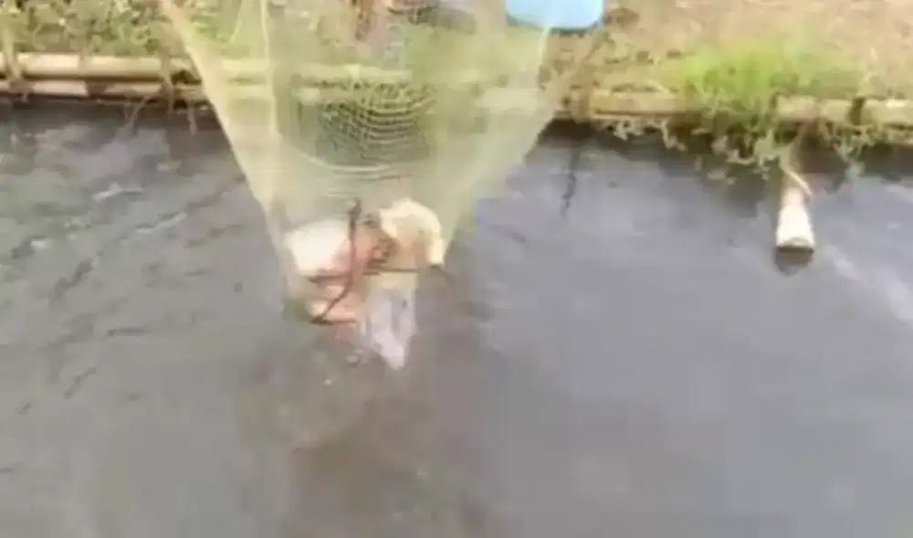Ikan bawal 34jari